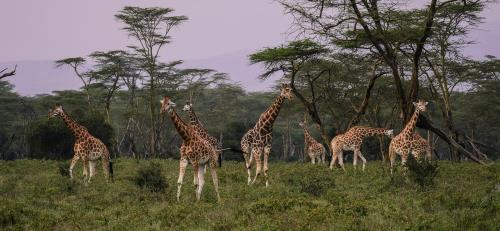 Game Drive