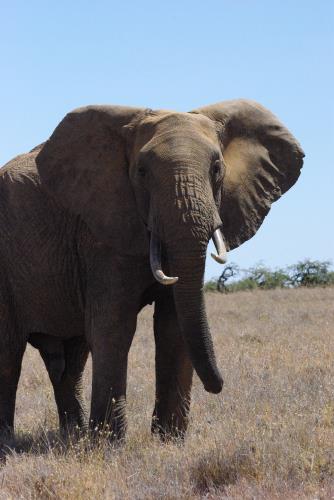 Game Drive